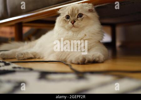 Chat écossais à la maison, en effervescence blanche, couché sous un canapé Banque D'Images