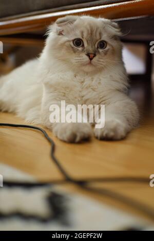 Chat écossais à la maison, en effervescence blanche, couché sous un canapé Banque D'Images