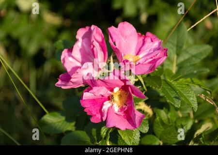 Rose chien (Rosa canina) en fleur Banque D'Images