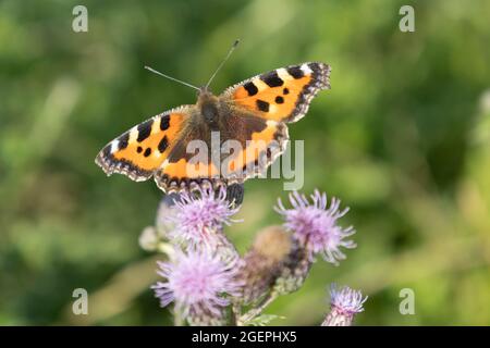 Petit turtoiseshell (Aglais urticae, Nymphalis urticae) sur le chardon de champs (Cirsium arvense) Banque D'Images