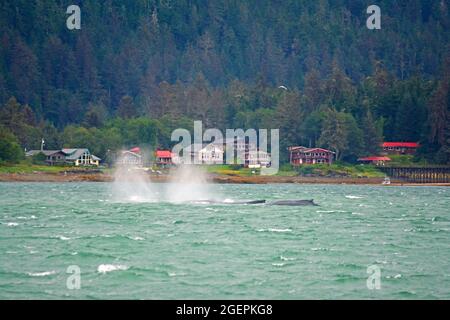 Baleines près de Juneau, Alaska Banque D'Images