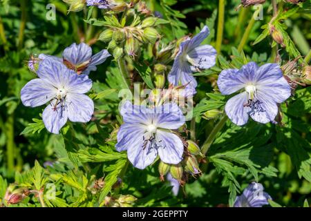 Géranium pratense 'Mrs Kendall Clark' plante à fleurs d'été avec une fleur d'été violet clair communément appelée Meadow Cranesbill, photo de stock Banque D'Images