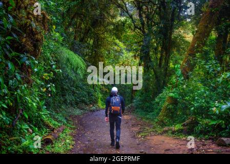 Promenade touristique dans la jungle de la Forêt de nuages de Monteverde, Costa Rica Banque D'Images