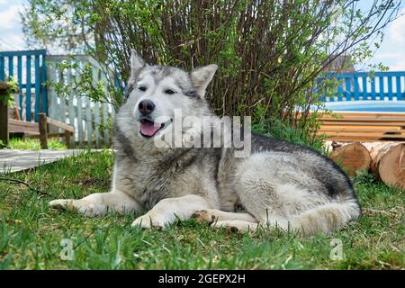 Le chien Husky repose sur une pelouse un jour d'été Banque D'Images