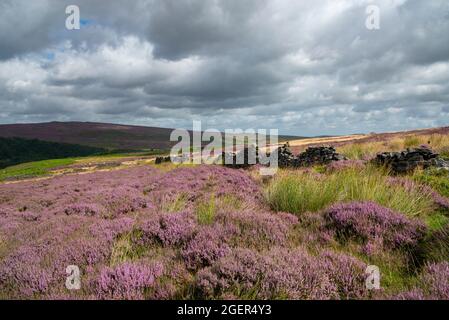 Floraison de bruyère sur Bamford Moor dans le parc d'antional Peak District, Derbyshire, Angleterre. Banque D'Images