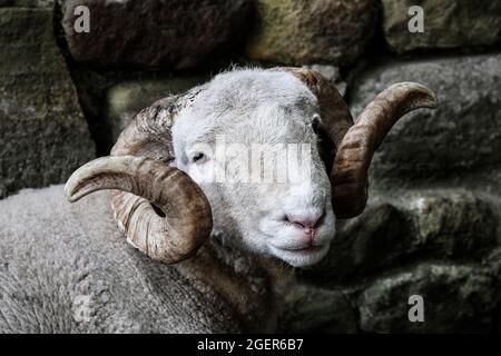 Beau portrait de mouton Banque D'Images