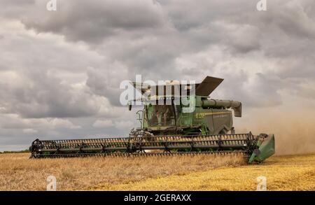 Moissonneuse-batteuse récoltant de l'orge dans un champ. ROYAUME-UNI. Août 2021. Banque D'Images