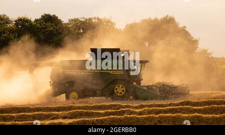 Moissonneuse-batteuse, récolte de l'orge et agitation de grands nuages de poussière de récolte en début de soirée. ROYAUME-UNI. Août 2021. Banque D'Images