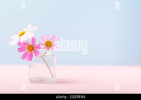 Trois fleurs dans un petit vase en verre sur fond bleu et rose Banque D'Images