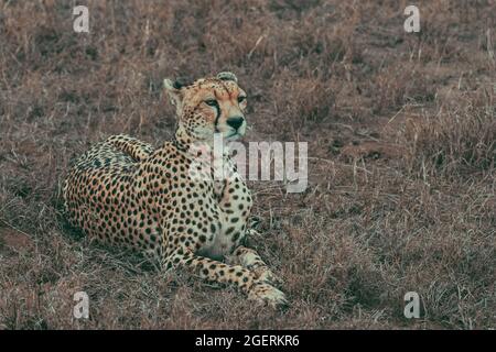 Divine guépard femelle reposant dans l'herbe de savane Banque D'Images