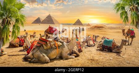 Les chameaux se trouvent près des ruines des pyramides d'Égypte Banque D'Images
