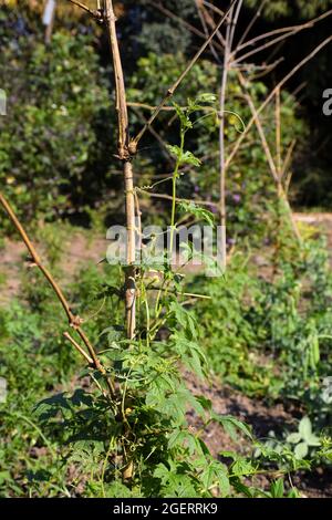 Plante de gourde amère qui pousse sur la base du bambou séché Banque D'Images