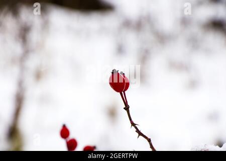 Photo sélective des baies rouges de la rose de chien pendant la chute de neige Banque D'Images