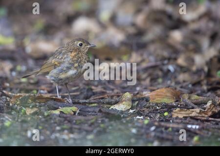 Robin (erithacus rubecula) Norfolk UK GB juin 2021 Banque D'Images