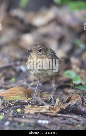 Robin (erithacus rubecula) Norfolk UK GB juin 2021 Banque D'Images