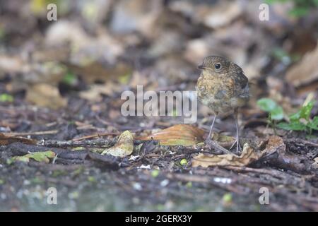 Robin (erithacus rubecula) Norfolk UK GB juin 2021 Banque D'Images