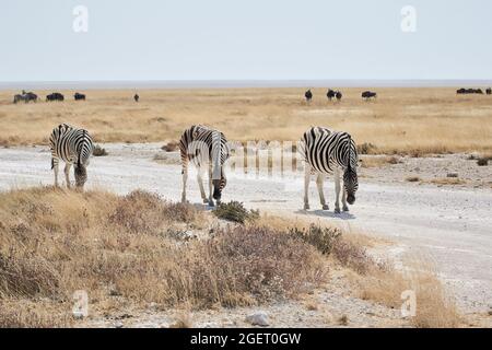 Trois zèbres de plaines communes (Equus quagga) ou zèbres de Burchell marchant sur la route de gravier du safari, parc national d'Etosha, Namibie, Afrique. Banque D'Images