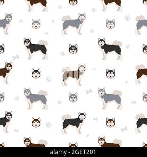 Motif sans couture pour chien esquimau canadien. Différentes poses, ensemble de couleurs de pelage. Illustration vectorielle Illustration de Vecteur