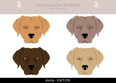 Chesapeake Bay Retriever clipart. Différentes poses, ensemble de couleurs de pelage. Illustration vectorielle Illustration de Vecteur