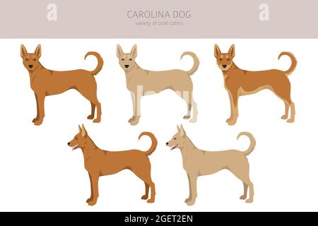 Chien de Caroline clipart. Différentes poses, ensemble de couleurs de pelage. Illustration vectorielle Illustration de Vecteur