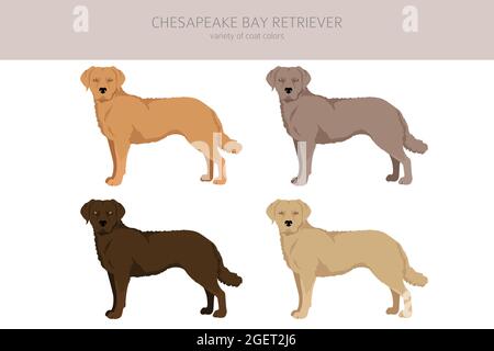 Chesapeake Bay Retriever clipart. Différentes poses, ensemble de couleurs de pelage. Illustration vectorielle Illustration de Vecteur