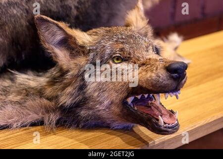 Tête de loup en tant que trophée de chasse sur fond de bois. Banque D'Images