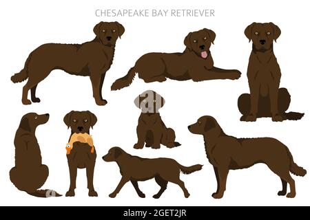 Chesapeake Bay Retriever clipart. Différentes poses, ensemble de couleurs de pelage. Illustration vectorielle Illustration de Vecteur