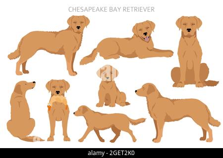 Chesapeake Bay Retriever clipart. Différentes poses, ensemble de couleurs de pelage. Illustration vectorielle Illustration de Vecteur