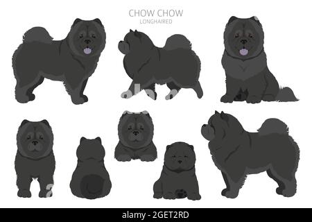 Chow Chow variété à poil long. Différentes poses, ensemble de couleurs de pelage. Illustration vectorielle Illustration de Vecteur