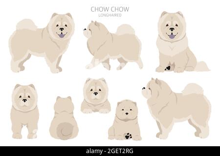 Chow Chow variété à poil long. Différentes poses, ensemble de couleurs de pelage. Illustration vectorielle Illustration de Vecteur