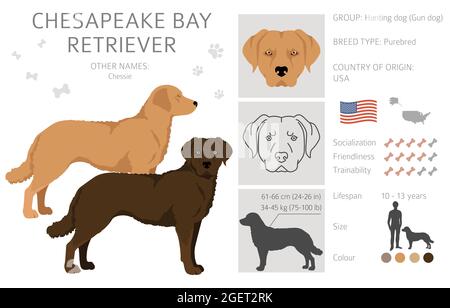 Chesapeake Bay Retriever clipart. Différentes poses, ensemble de couleurs de pelage. Illustration vectorielle Illustration de Vecteur