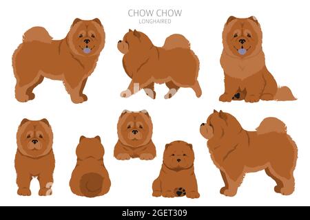 Chow Chow variété à poil long. Différentes poses, ensemble de couleurs de pelage. Illustration vectorielle Illustration de Vecteur