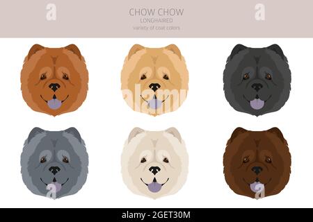 Chow Chow variété à poil long. Différentes poses, ensemble de couleurs de pelage. Illustration vectorielle Illustration de Vecteur