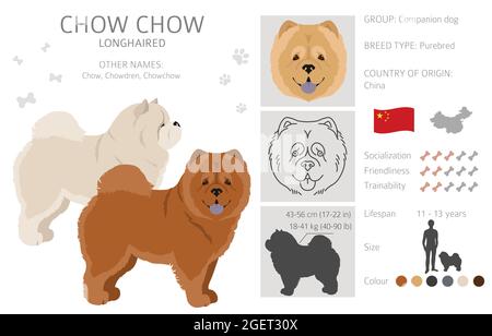 Chow Chow variété à poil long. Différentes poses, ensemble de couleurs de pelage. Illustration vectorielle Illustration de Vecteur