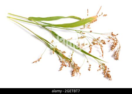 Panicum miliaceum ou millet proso, millet de maïs-grillé, millet de porc, millet de Kashfi, millet rouge, et millet blanc isolé Banque D'Images