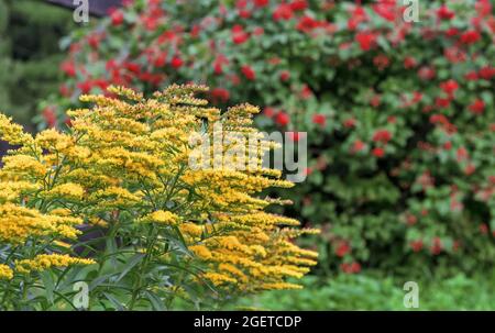 Verge or jaune canadienne ou lat. Solidago canadensis sur fond de brousse de viburnum rouge. Banque D'Images