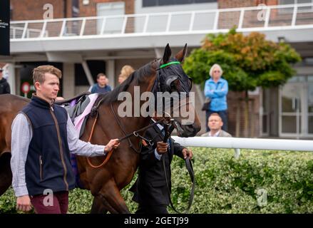 Sunbury-on-Thames, Middlesex, Royaume-Uni. 20 août 2021. Un cheval porte des blinds dans l'anneau de la Parade avant de courir dans les racingtv.com piquets de handicap (classe 5). Crédit : Maureen McLean/Alay Banque D'Images