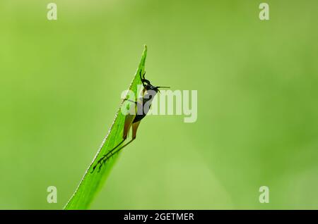 Petit cricket noir sur la lame de gazon Banque D'Images