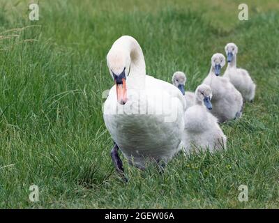 Femelle Mute Swan (Cygnus olor) et cygnets marchant le long du chemin, Cambridgeshire, Angleterre Banque D'Images