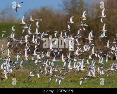 Troupeau de Godwit à queue noire (Limosa limosa) dans le plumage reproducteur, printemps, bains d'Ouse, Cambridgeshire, Angleterre Banque D'Images