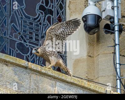 Faucon pèlerin juvénile (Falco peregrinus) et webcam, Cambridgeshire, Angleterre Banque D'Images