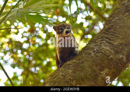 Coati parmi les branches d'arbre à Quintana Roo, Mexique Banque D'Images