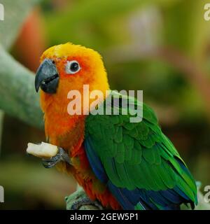 Le paraquet solaire, également connu dans l'aviculture comme la conure solaire, est un perroquet de taille moyenne, de couleur vive originaire du nord-est de l'Amérique du Sud. Banque D'Images