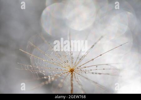 Photo macro du pissenlit avec des gouttes d'eau. Vivre en harmonie. Banque D'Images