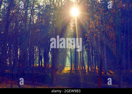 Rayons du soleil qui traversent les arbres de la forêt au printemps Banque D'Images