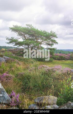 Arbre seul entouré de bruyère au site du patrimoine de pilane. Tjörn Suède Banque D'Images