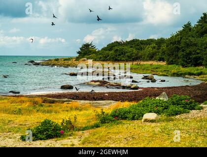 Belle et colorée côte ouest de la suède à Varberg. Avec des fleurs sauvages en premier plan Banque D'Images