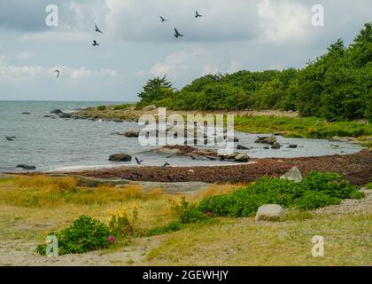 Belle et colorée côte ouest de la suède à Varberg. Avec des fleurs sauvages en premier plan Banque D'Images