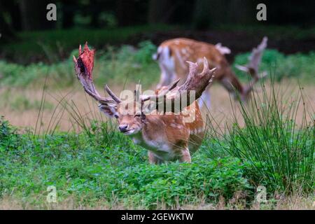 Duelmen, NRW, Allemagne. 21 août 2021. Un buck de cerf de jachère (dama dama) avec un velours en partie versé de sang. Chaque année, les cerfs mâles jettent la peau de velours une fois que leurs bois sont complètement cultivés. Le sang et la peau sanglante peuvent être vus pendant ce temps que les bois de velours sont encore circulants jusqu'à ce que la peau soit excrétée, mais l'effusion n'est pas douloureuse pour les animaux. Credit: Imagetraceur/Alamy Live News Banque D'Images