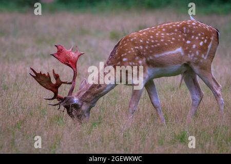 Duelmen, NRW, Allemagne. 21 août 2021. Un buck de cerf de jachère (dama dama) avec un velours en partie versé de sang. Chaque année, les cerfs mâles jettent la peau de velours une fois que leurs bois sont complètement cultivés. Le sang et la peau sanglante peuvent être vus pendant ce temps que les bois de velours sont encore circulants jusqu'à ce que la peau soit excrétée, mais l'effusion n'est pas douloureuse pour les animaux. Credit: Imagetraceur/Alamy Live News Banque D'Images